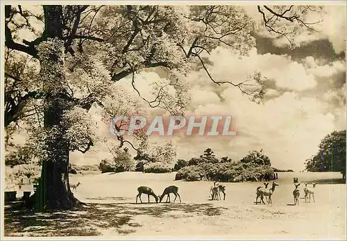 Cartes postales The Nara Park Deer Park