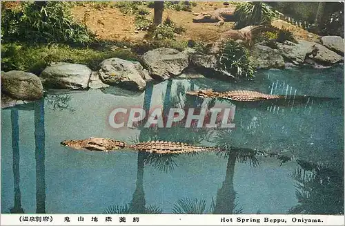 Cartes postales Hot Spring Beppu Oniyama Crocodile