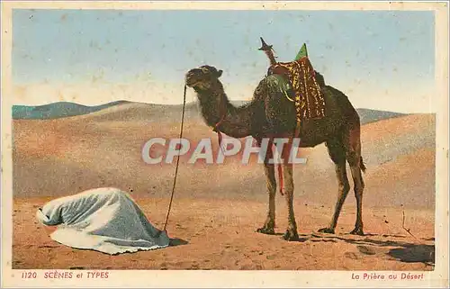 Cartes postales Scenes et Types La Priere au Desert Chameau