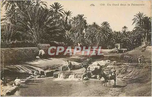 Cartes postales Un Oued dans la Palmeraie