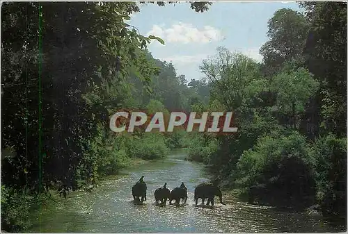 Cartes postales moderne Elephants Thailande