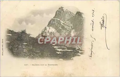 Cartes postales Chamois sur la Montagne