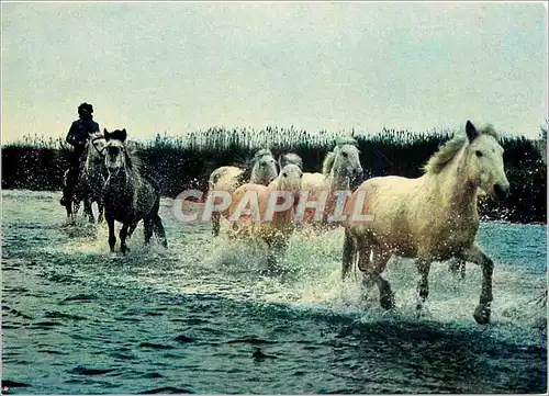 Cartes postales moderne La Camargue Pays de ciel bleu et de mirages Manade de chevaux sauvages