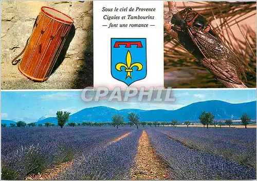 Cartes postales moderne Les Belles Images de Provence Tambourin Cigale Champ de Lavande