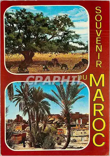 Cartes postales moderne Souvenir du Maroc Chevres sur l'arguanier