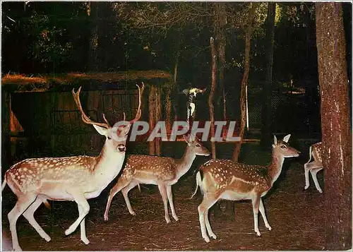 Cartes postales moderne Mutuelle Generale des PTT Centre Familial de Vacances St Georges de Didonne Les Daims