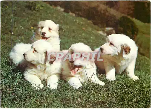 Moderne Karte Chiots des Pyrenees