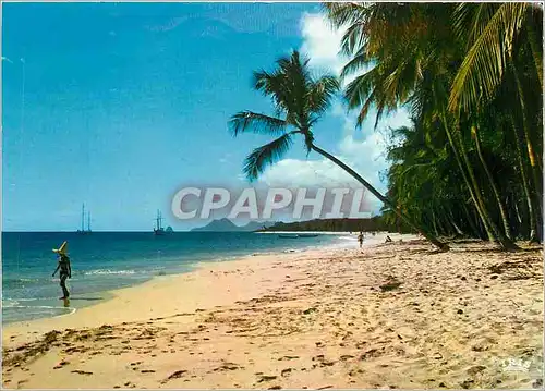 Cartes postales moderne Martinique Plage des Salines