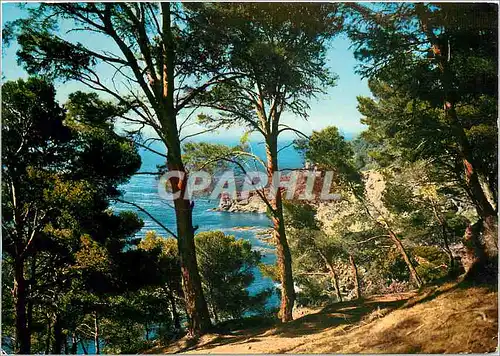 Cartes postales La Cote d'Azur Ile de Porquerolles Var La Grande Cale