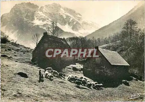 Cartes postales Les Pyrenees Paturages Pyrenees Au fond le Massif des Bizourteres