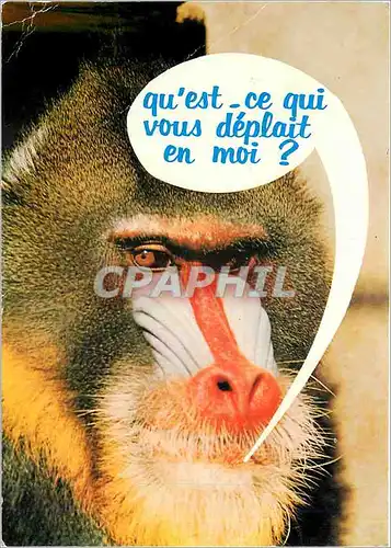 Moderne Karte Animaux Humoristiques Face de singe