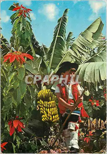 Cartes postales moderne Islas Canarias Plataneras y Florde Pascua