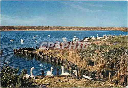 Cartes postales moderne The Swannery Abbotsbury Dorset