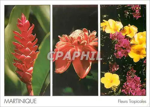 Ansichtskarte AK Martinique Fleurs Tropicales