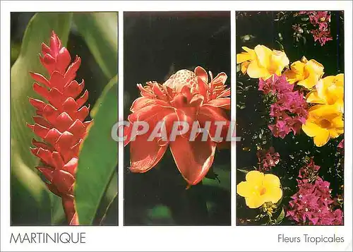 Cartes postales Martinique Fleurs Tropicales