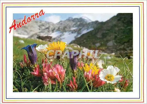 Cartes postales Valls d'Andorra Flors de muntanya