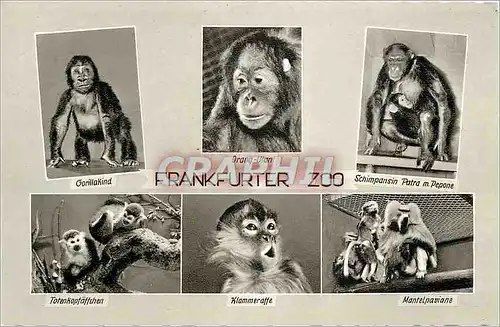 Cartes postales Frankfurter Zoo Singes