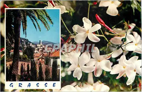 Cartes postales Cote d'Azur Carrefour Mondial du Tourisme Grasse Cite des Fleurs et des Parfums Le jasmin