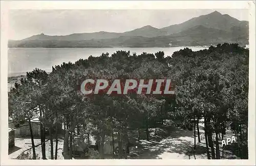 Cartes postales Argeles sur Mer Pyr Or Les Pins la Mer Montagne
