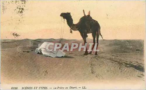 Cartes postales Scenes et Types La Priere au Desert  Chameau