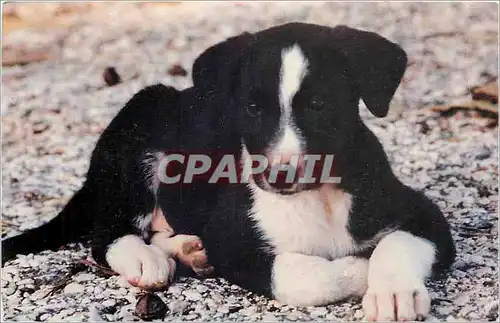 Cartes postales moderne Sauve un chien portugais