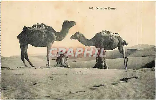 Cartes postales Dans les Dunes Chameaux