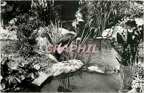 Cartes postales moderne Vichy Un Coin du parc des cygnes