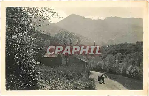 Cartes postales Vaches Pyrenees