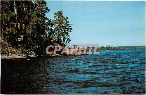 Cartes postales Michigan Black Bear