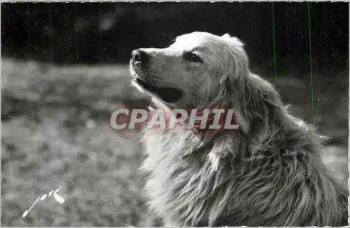 Moderne Karte Chien des Pyrenees