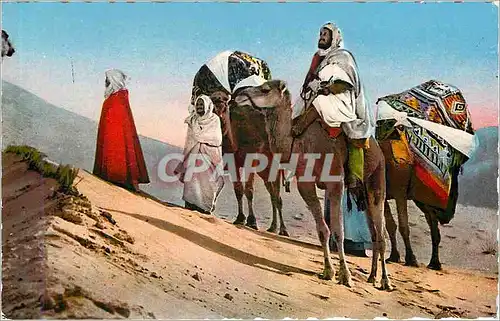 Cartes postales Scenes & Types d'Afrique du Nord Caravane dans le desert Chameaux