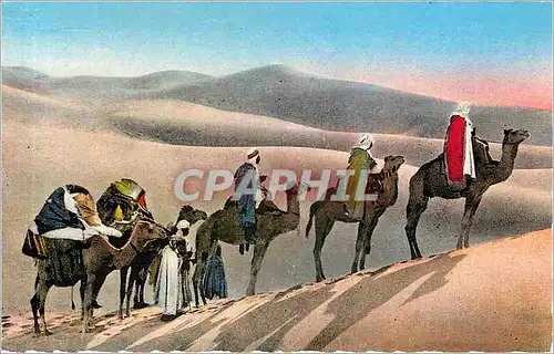 Cartes postales Scenes & Types d'Afrique du Nord Une caravane dans les dunes du desert Chameaux