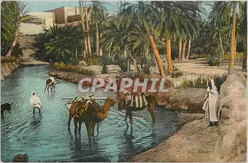 Cartes postales Oasis Chameaux