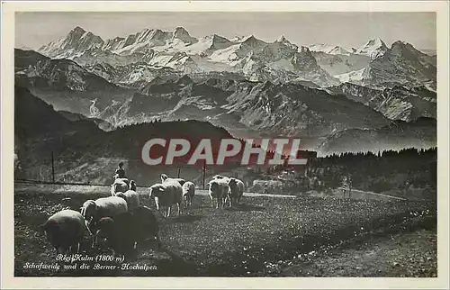 Cartes postales Rigi Kulm Schafweide und die Berner Hochaipen Moutons