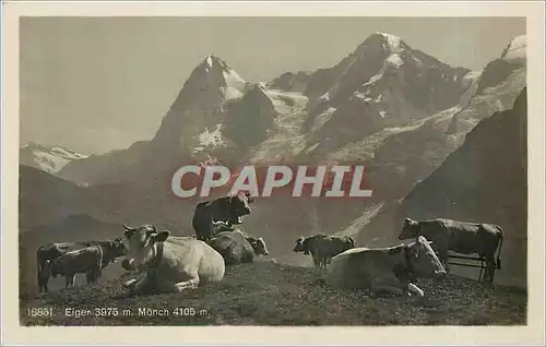 Cartes postales Eiger Monch Vaches
