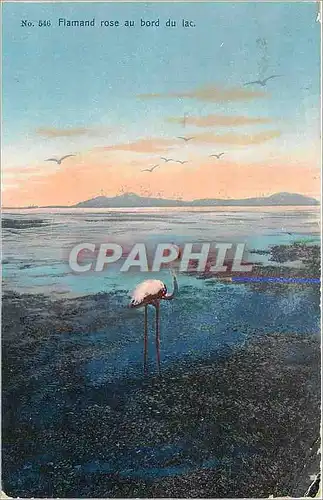 Cartes postales Flamande rose au bord du lac