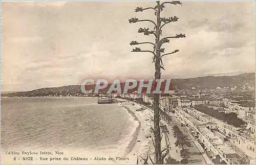 Cartes postales Nice Vue prise du Chateau Aloes en Fleurs