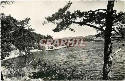 Cartes postales moderne Haute Garonne Bassin de Saint Ferreol A travers la Foret de Pins