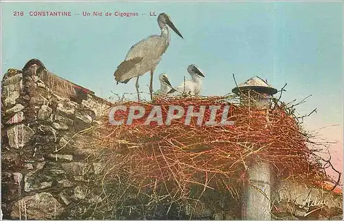 Cartes postales Constantine Un Nid da Cigognes