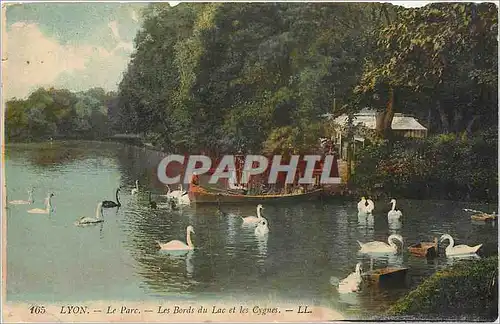 Cartes postales Lyon Le Parc Les Bords du Lac et les Cygnes