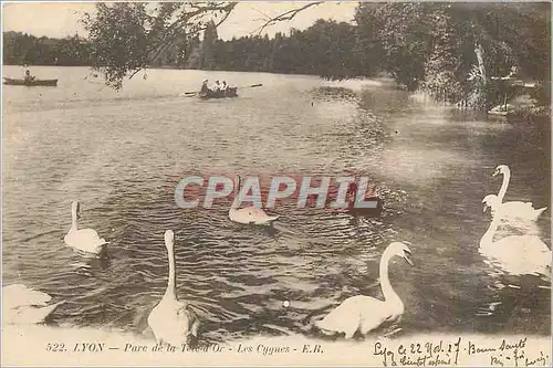 Cartes postales Lyon Parc de la Tete d'Or Les Cygnes