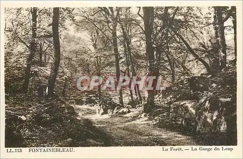 Ansichtskarte AK Fontainebleau La Foret La Gorge du Loup