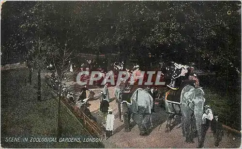 Cartes postales Scene in Zoological Gardens London Elephant