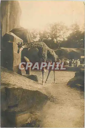 CARTE PHOTO Giraffe Parc zoologique de Vincennes 1937