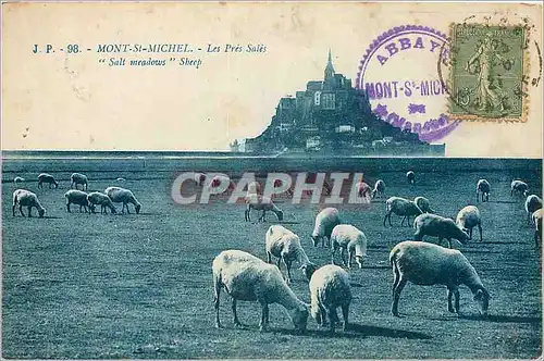 Cartes postales Mont St Michel Les Pres Sales Moutons