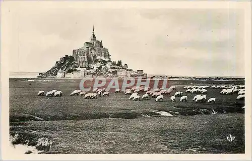 Cartes postales moderne Mont St Michel Troupeau de Moutons sur les Pres Sales