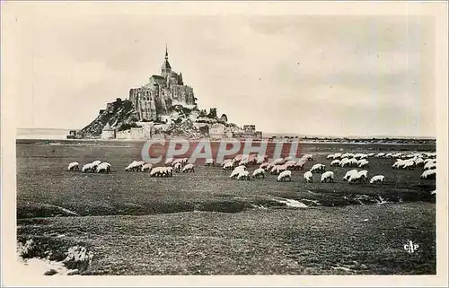 Moderne Karte Mont St Michel Troupeau de Moutons sur les Pres Sales