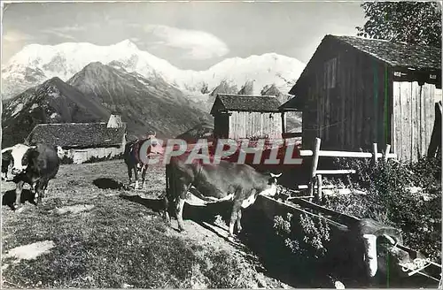Cartes postales moderne Paysages Alpestres Paturage et vieux chalets en Montragne  Vaches