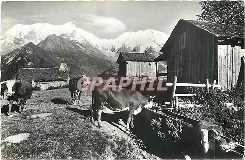 Moderne Karte Paysages Alpestres Paturage et vieux chalets en Montragne  Vaches