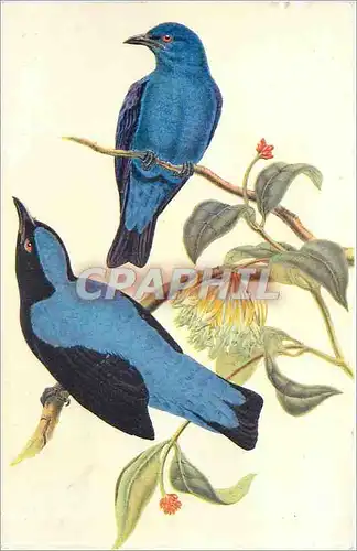 Ansichtskarte AK Oiseaux Bleus des Fees